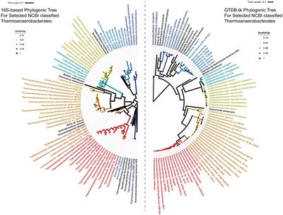 Whither the genus Caldicellulosiruptor and the order Thermoanaerobacterales: phylogeny, taxonomy, ecology, and phenotype